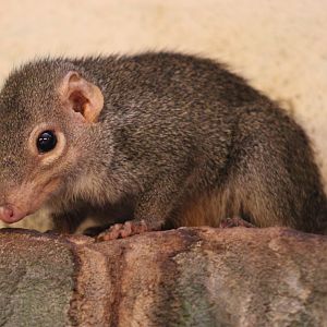 Northern tree-shrew