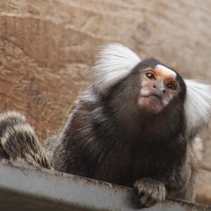 Common marmoset