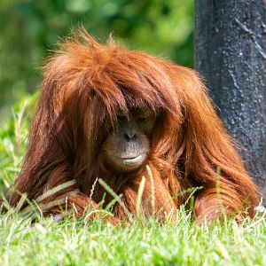 Sumatran Orangutan - Siska