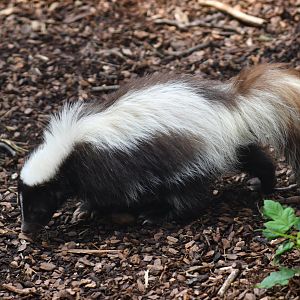 Skunk (Mephitis mephitis)