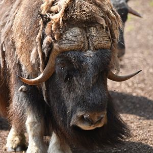 Muskox (Ovibos moschatus)
