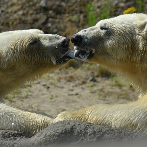 Polar bear (Ursus maritimus)