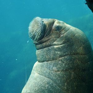 Walrus (Obodenus rosmarus)