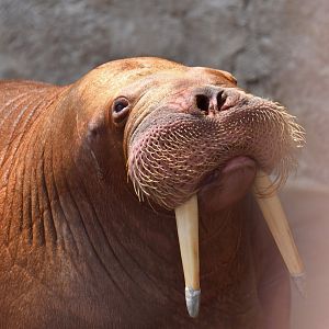 Walrus (Obodenus rosmarus)