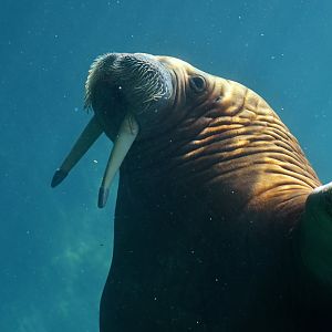 Walrus (Obodenus rosmarus)
