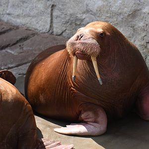 Walrus (Obodenus rosmarus)