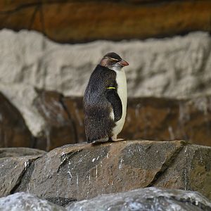 Southern Rockhopper Penguin Eudyptes filholi