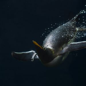 Gentoo Penguin Pygoscelis papua
