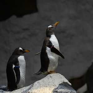 Gentoo Penguin Pygoscelis papua
