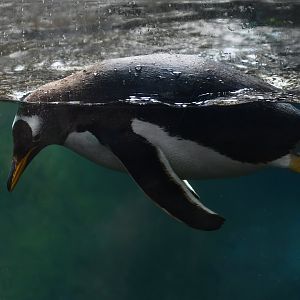 Gentoo Penguin Pygoscelis papua