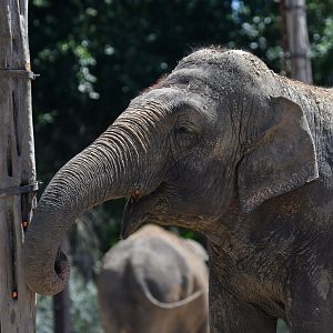 Asian elephant (Elephas maximus)