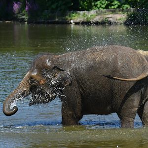 Asian elephant (Elephas maximus)