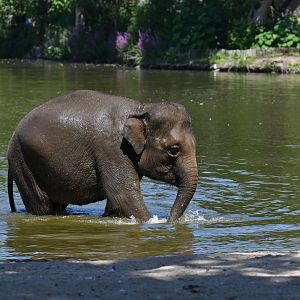 Asian elephant (Elephas maximus)
