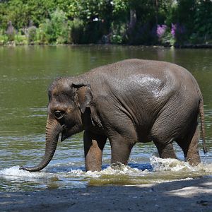 Asian elephant (Elephas maximus)