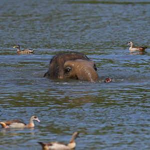 Asian elephant (Elephas maximus)