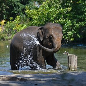 Asian elephant (Elephas maximus)