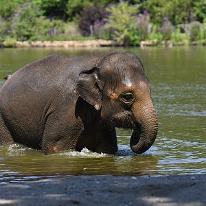 Asian elephant (Elephas maximus)
