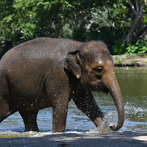 Asian elephant (Elephas maximus)