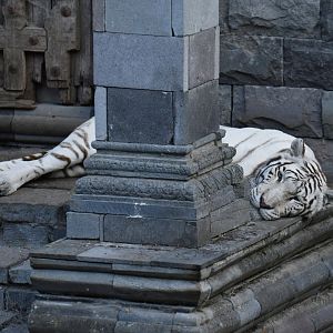 Tiger (Panthera tigris)