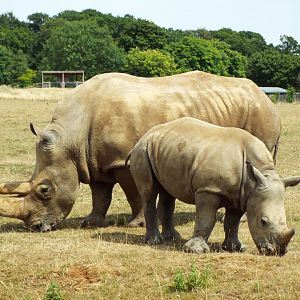 Southern white rhinos, ZSL Whipsnade