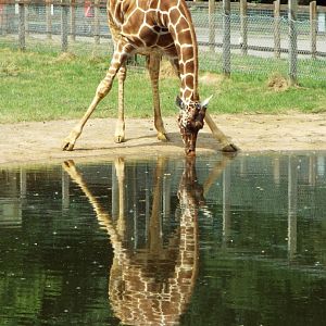 Giraffe with full reflection, ZSL Whipsnade