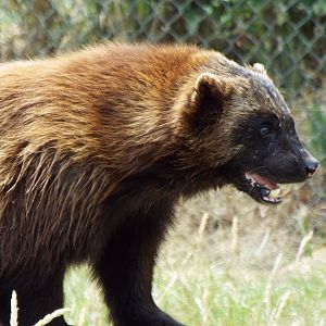 Wolverine, ZSL Whipsnade