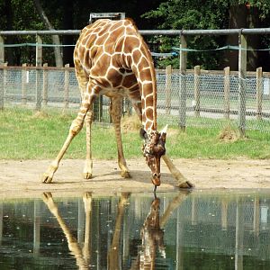 Giraffe, ZSL Whipsnade
