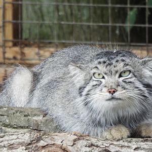 Pallas's Cat, Banham Zoo