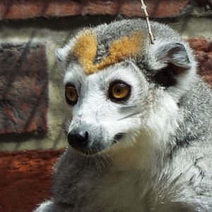 Crowned Lemur, Linton Zoo