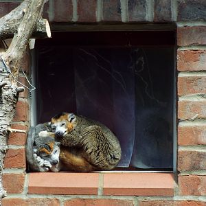 Crowned Lemurs, Linton Zoo