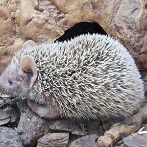 Lesser hedgehog tenrec