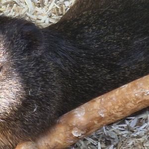 Brazilian guinea pig