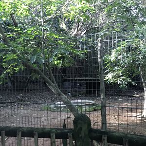 Larger Marabou Stork Exhibit