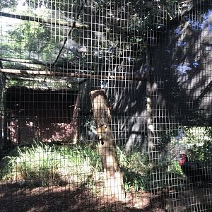 Southern Ground Hornbill Exhibit