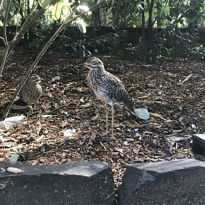 Cape Thick Knee