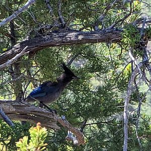 Steller's Jay (Cyanocitta stelleri)