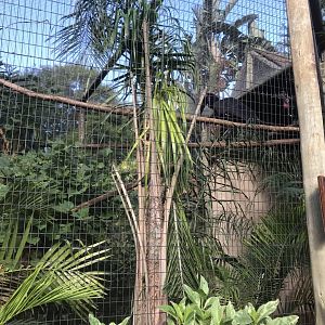 Northern Ground Hornbill Exhibit
