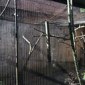 Guiara Cuckoo Exhibit
