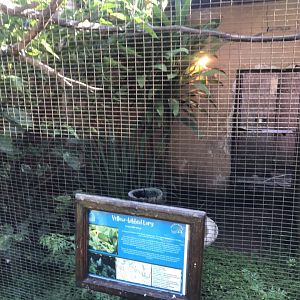 Yellow-Bibbed Lory Exhibit