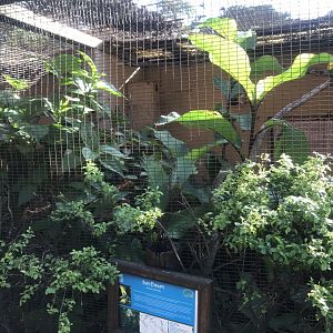 Sun Conure Exhibit