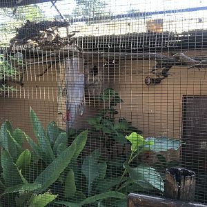 Crowned Hornbill Exhibit