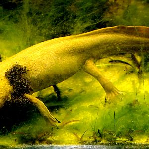 Dumeril's salamander; London Zoo; 7th August 2022