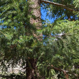 Douglas fir (Pseudotsuga menziesii)