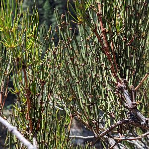 Mormon tea (Ephedra viridis)