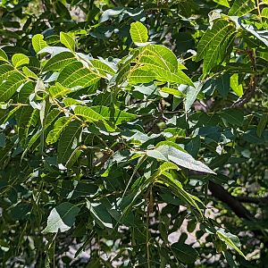 Arizona walnut (Juglans major)