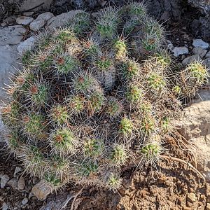 Claret cactus (Echinocereus triglochidiatus)