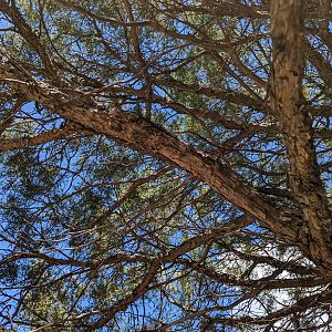 Rocky mountain juniper (Juniperus scopulorum)