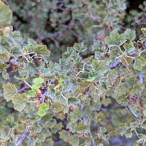 Wax currant (Ribes cereum)