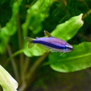 Blue Emperor Tetra (Inpaichthys kerri)