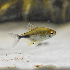 Pretty Tetra (Hemigrammus pulcher)